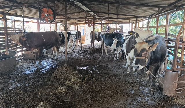 Antalya'da 2 yıl arayla ikinci kez bütün emeği kül oldu