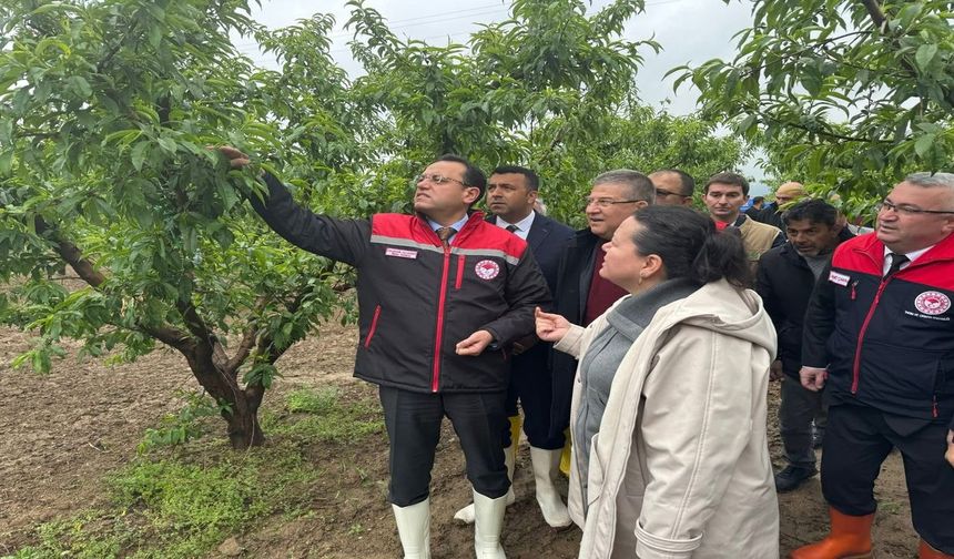 Tarım Bakanlığı’ndan don mağdurlarına destek