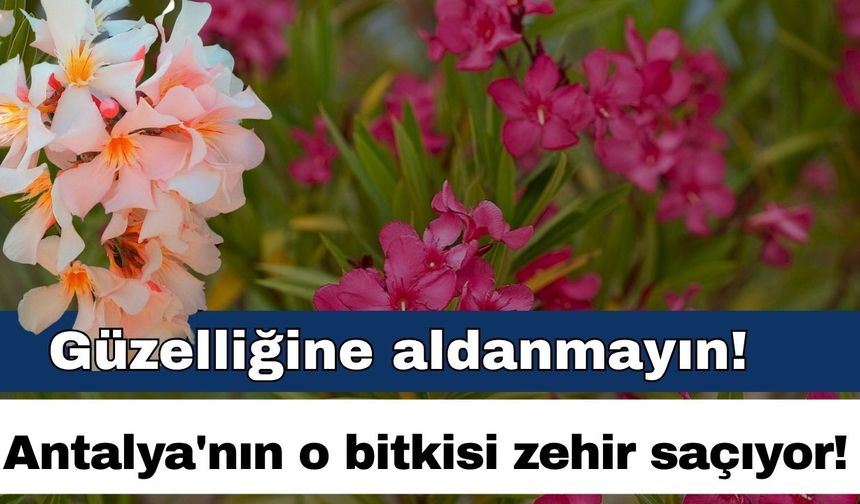 Güzelliğine aldanmayın! Antalya'nın o bitkisi zehir saçıyor!