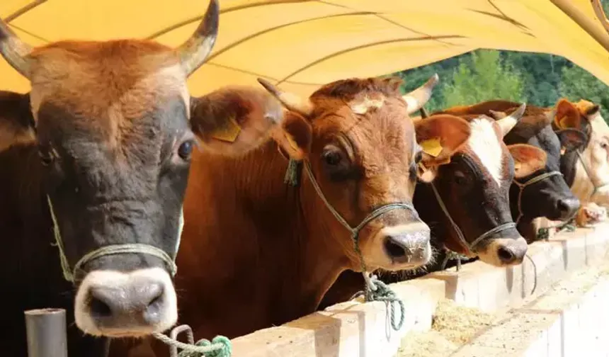 Kurban kesimi sırasında nelere dikkat edilmeli!