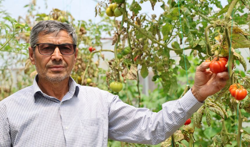 Yetiştirdiği ürünleri, çiftçinin yüzünü güldü