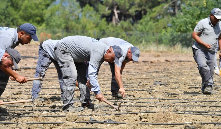 Çandır Fasulyesi toprağa ‘Merhaba’ dedi