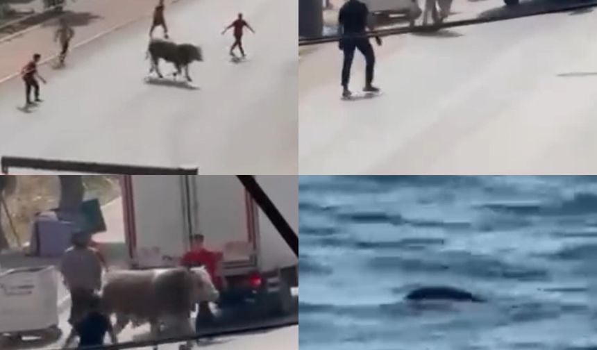 Kaçan boğalardan biri trafiği karıştırdı diğeri telef oldu