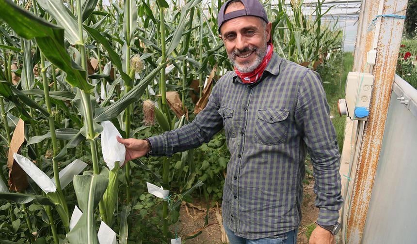 BATEM’den büyük başarı! Mısır kuraklığa dayanabilecek