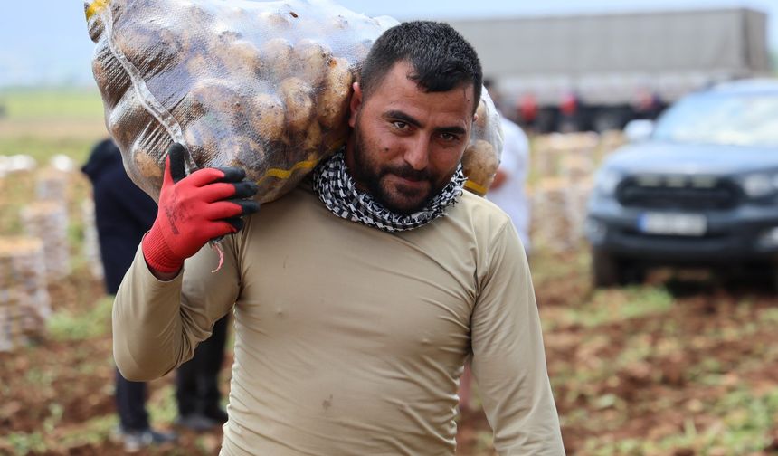 Patates yükleyip 2 bin 500 tl kazanıyorlar