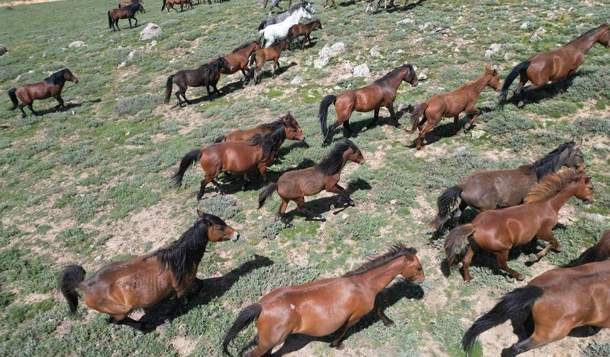 Yılkı atlarının sevimlilikleri dron ile görüntülendi