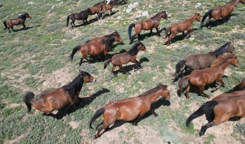 Yılki atları dronla görüntülendi