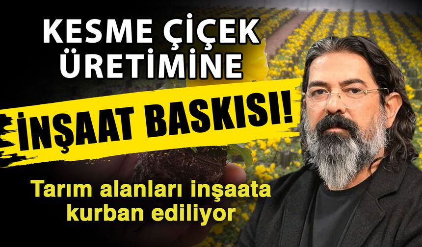 Kesme çiçek üretimine inşaat baskısı! Tarım alanları inşaata kurban ediliyor