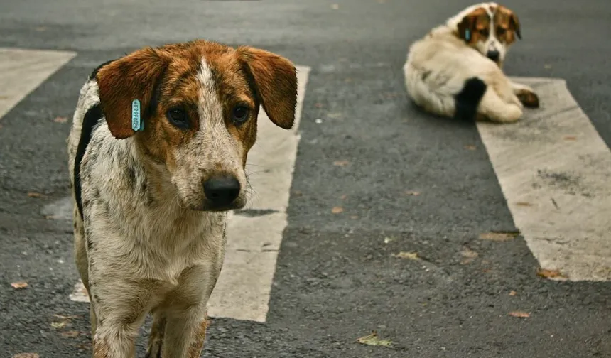 Antalya’da sokak köpekleri için doğal yaşam alanı kurulacak