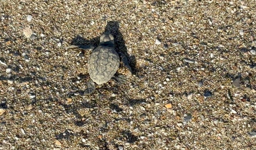 Antalya'da yavru caretta carettalar denizle buluştu… Yetkililer ve gönüllüler nöbette