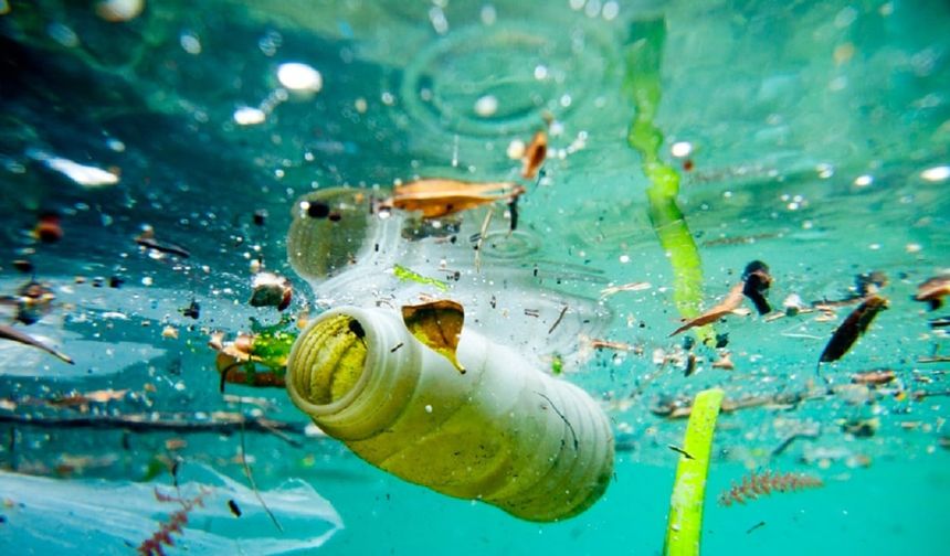 Sahil kıyıları işgal edildi… 10 balığın 4’ünde mikroplastik var