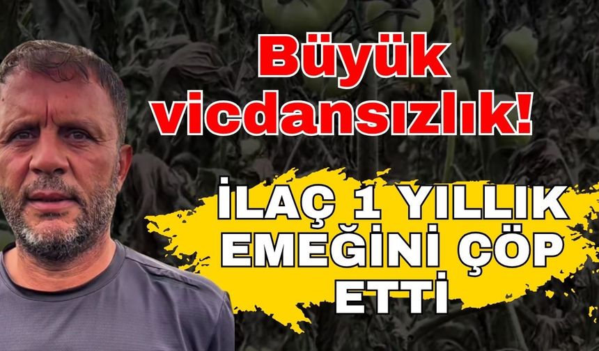 Domates serasında büyük vicdansızlık! Ot ilacı ile bir yıllık emeği çöp oldu