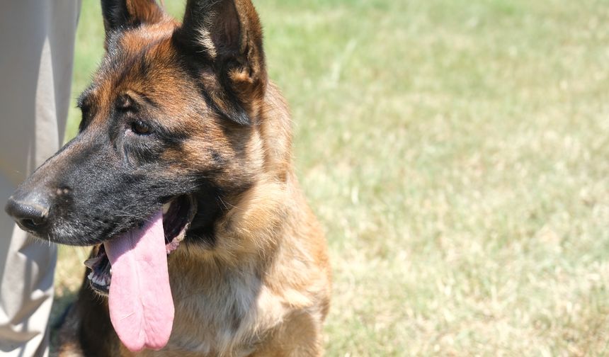 Data bankasından 7 soyu öğrenilebiliyor! Alman çoban köpekleri için düğmeye basıldı