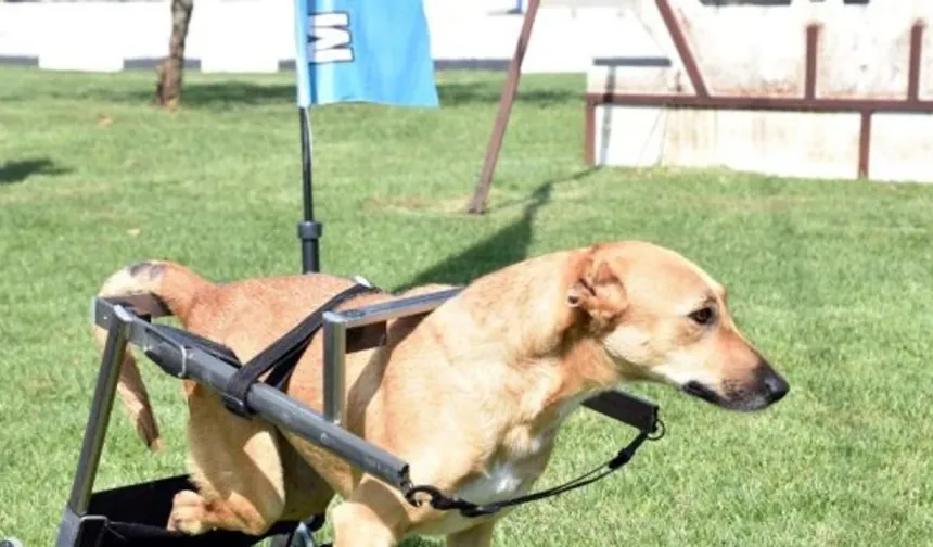 Özel köpeklere özel muamele… Yarışmalara dahil edilip madalya veriliyor