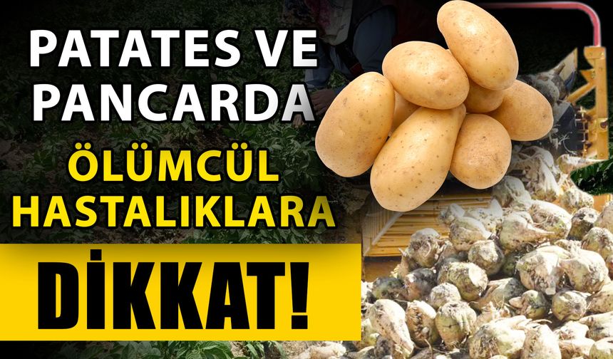 Patates ve pancarda ölümcül hastalıklara dikkat!