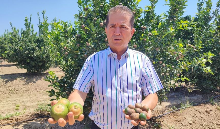 Rekor sıcaklar narenciye ürünlerinde yanıklar oluşturdu