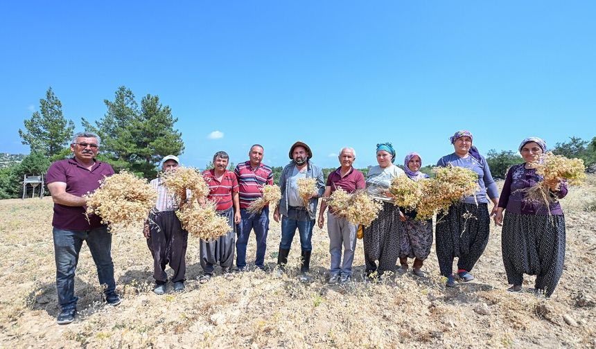 Gülnar'da atalık tohum desteğiyle üretilen nohutlar hasat edildi