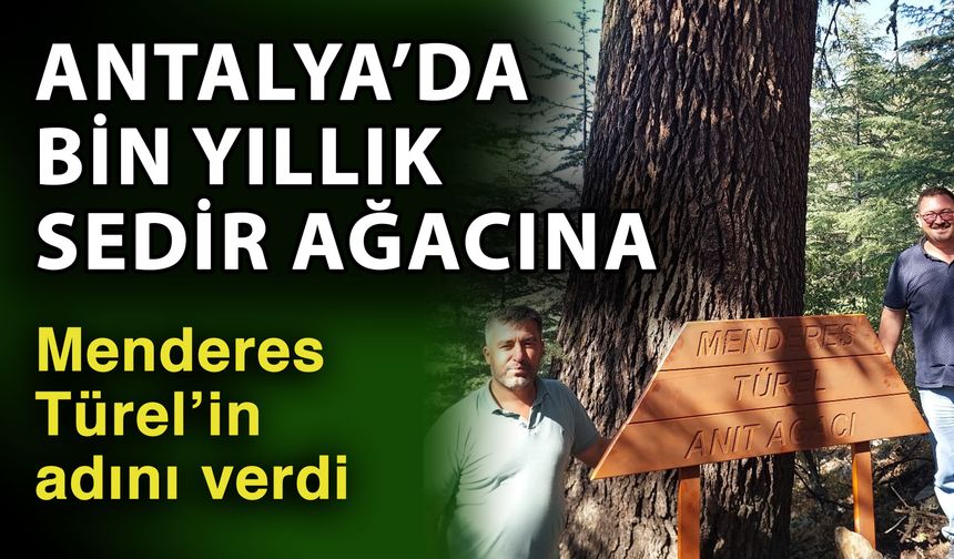 Antalya’da bin yıllık sedir ağacına Menderes Türel’in adını verdi