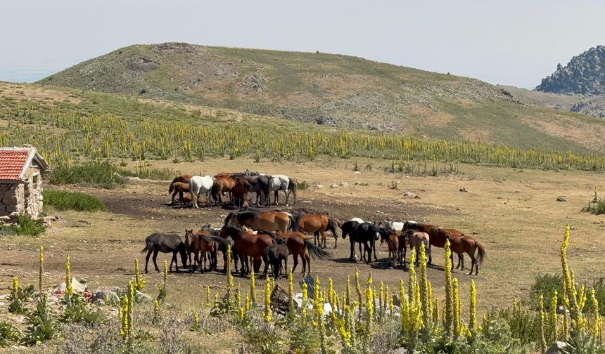Yılkı atları havadan görüntülendi