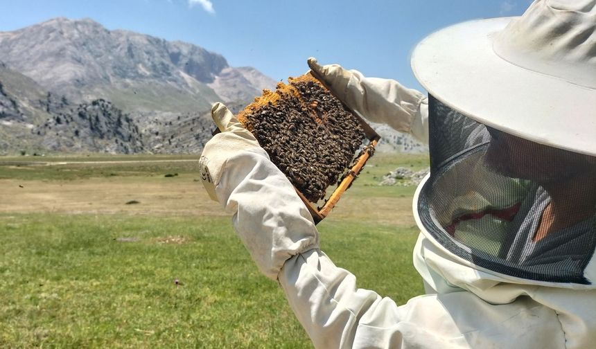 Yaylalarda yetişen şifa deposu marka oluyor! Gündoğmuş Balı için tescil başvurusu yapıldı