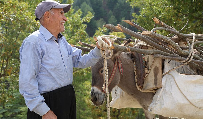 Dağ köylerinde eşekle odun çekme nostalji yaşattı