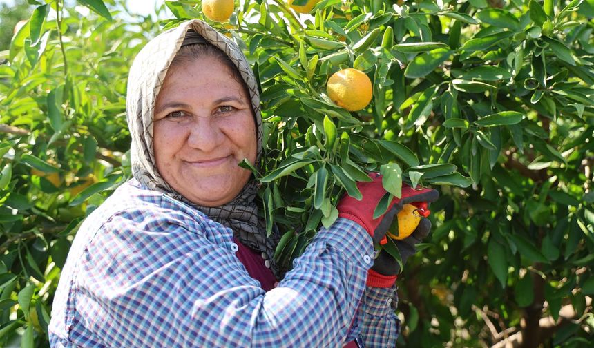 En ucuz meyve: Mandalina bahçede 8 TL'ye kadar düştü