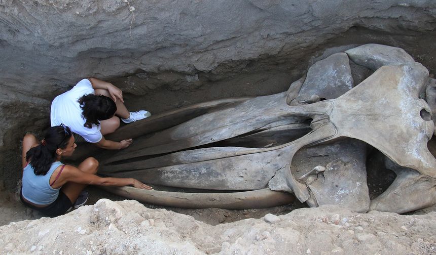 Keşif tamamlandı… 16 metrelik Balina'nın kafatası ve gövdesi ortaya çıktı