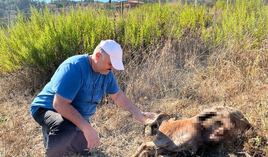 Bir günlük iş seyahati pahalıya mal oldu… Keçilerini parçalanmış halde buldu