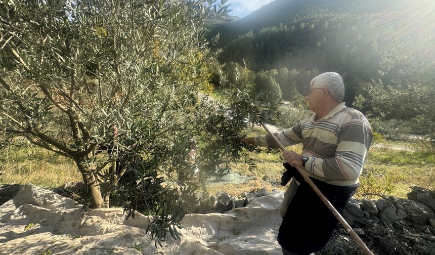 88 yaşındaki Emine nine zeytin hasadında