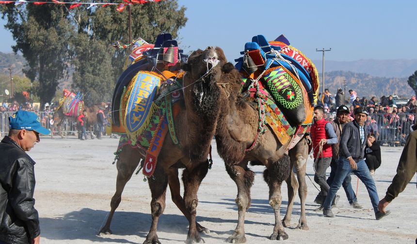 Aydın’da deve güreşlerini şap hastalığı vurdu... Güreşler ikinci emre kadar ertelendi