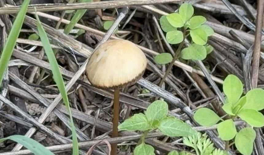 Akdeniz Üniversitesi’nden mantar uyarısı