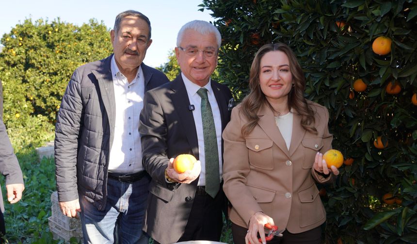 Antalya Büyükşehir Başkan Vekili Özdemir Finike’de portakal hasadına katıldı