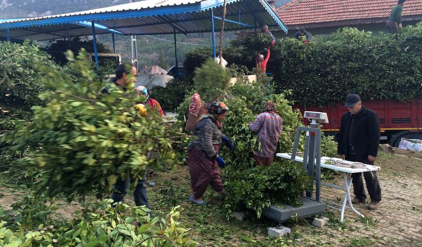 Antalya'da dik yamaçlarda toplanan Defne Yaprağı köylünün geçim kapısı oldu
