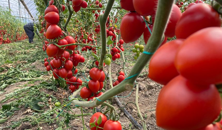 Kasım ayında domates ve sebze fiyat endeksinde büyük düşüş