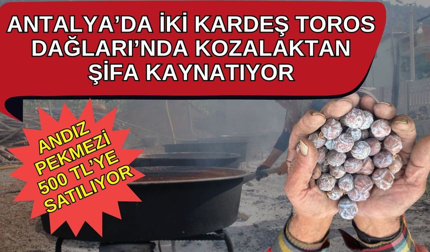 Antalya’da iki kardeş Toros Dağları’nda kozalaktan şifa kaynatıyor! Andız Pekmezi 500 TL’de satılıyor