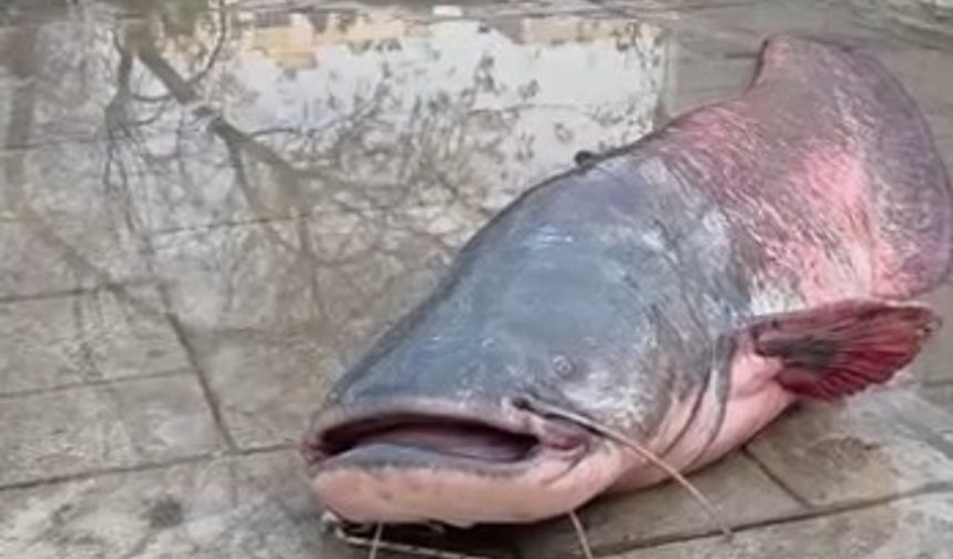 Mersin'de Göksu Nehri'nde yakalanan dev yayın balığı güçlükle kıyıya alındı