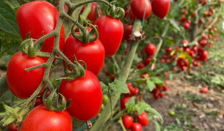 Veriler açıklandı! Meyvede fiyat arttı, sebzede geriledi