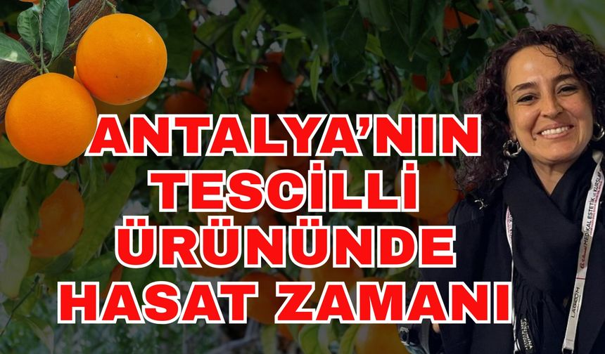 Antalya’nın tescilli ürününde hasat zamanı
