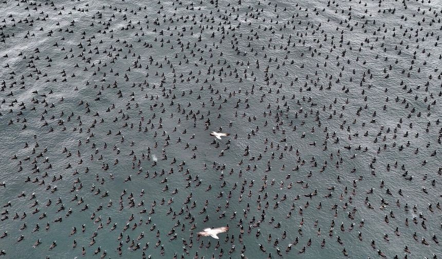 Damatlıklarını giyen karabatak kuşları bir araya geldi