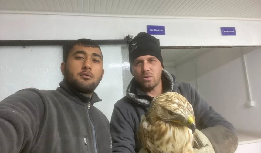 Belediyenin projesi yaban hayvanlarına umut oldu