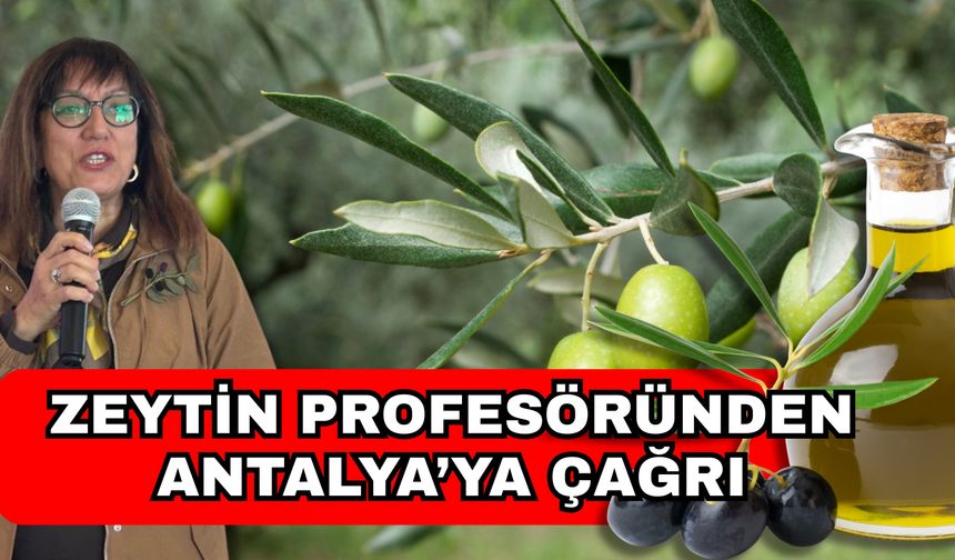 Zeytin profesöründen Antalya’ya çağrı