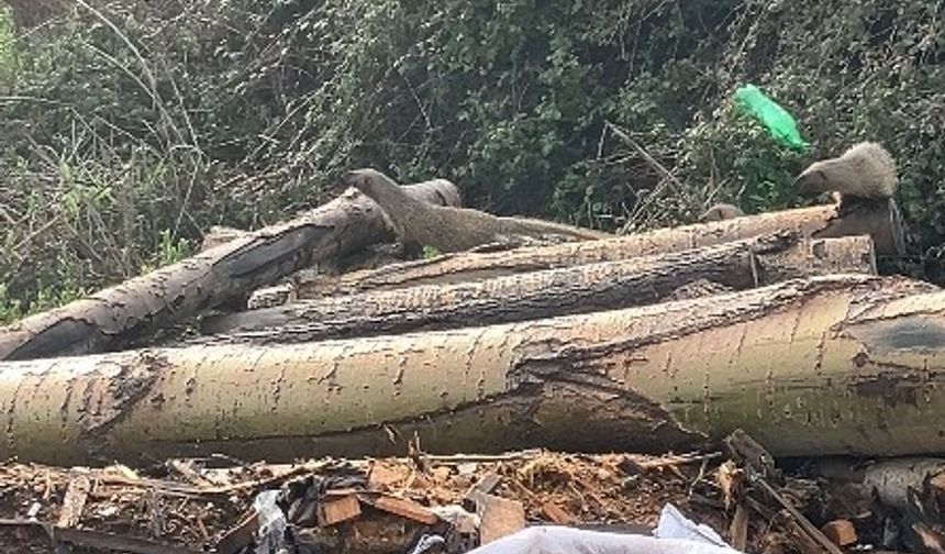 Sansar ailesi görüntülendi