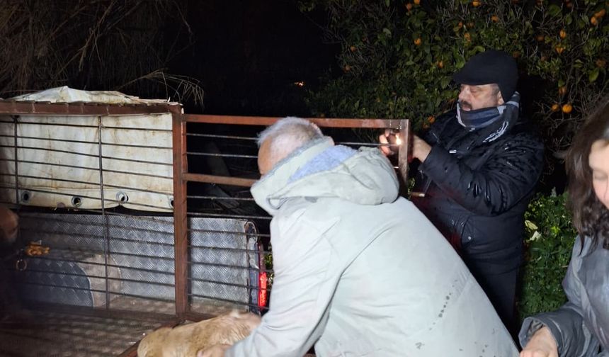 Antalya'da sel sularının bastığı barınakta mahsur kalan 27 köpek botlarla kurtarıldı