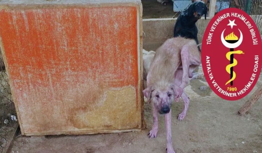 Barınak görüntülerine Veteriner Hekimler Odası’ndan tepki: “İhmaller hekimlere yüklenemez”