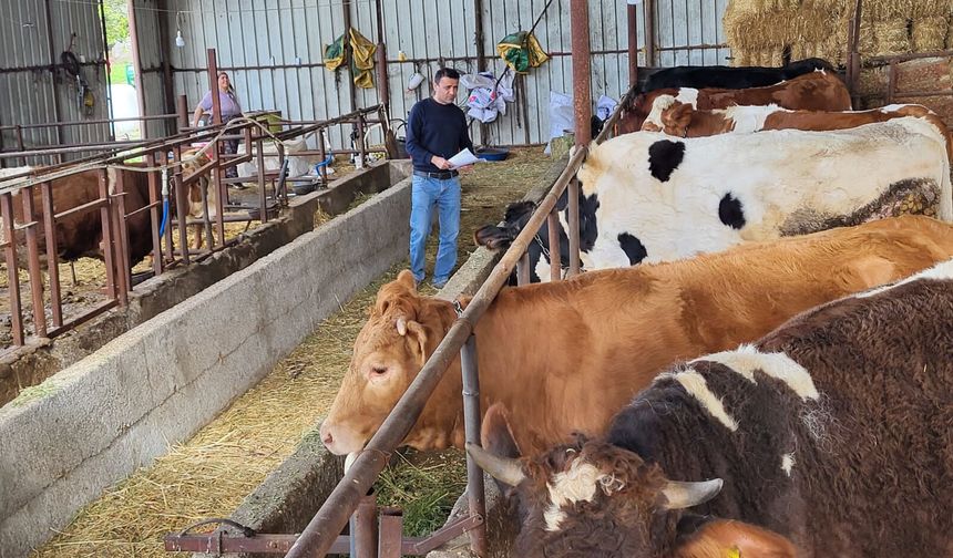 Antalya’da büyükbaş hayvanlara şap aşılaması yapıldı