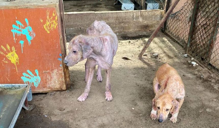 Antalya’daki barınakta tepki çeken görüntülere soruşturma