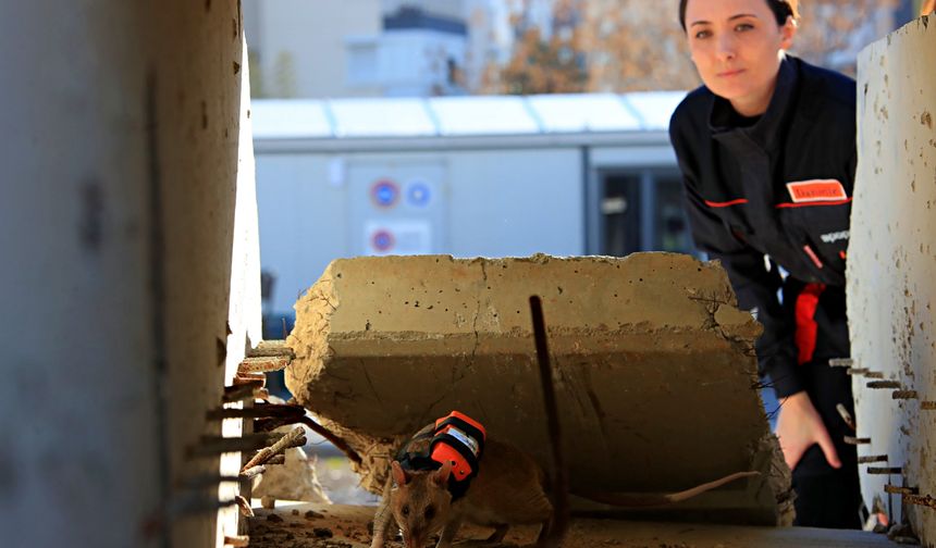 Antalya'daki projenin fareleri enkazda göz olacak