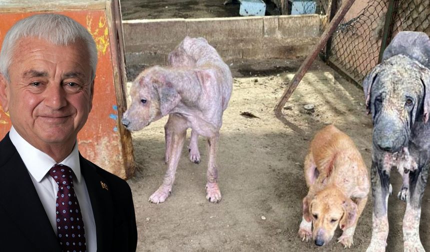 Finike Belediye Başkanı Mustafa Geyikçi’den barınak savunması geldi