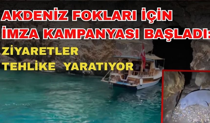 Akdeniz Fokları için imza kampanyası başladı: Turistik ziyaretler tehlike yaratıyor