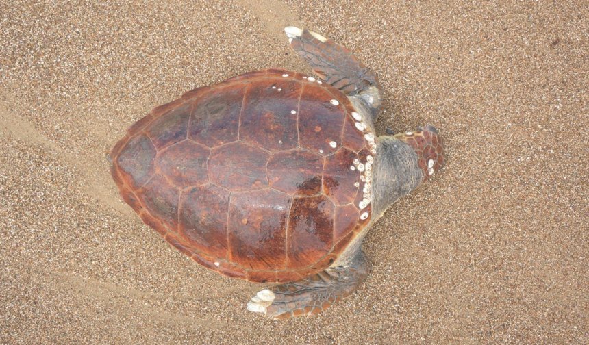 Antalya'da caretta caretta kıyıya vurdu
